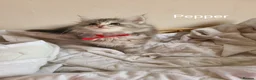 Maine Coon cats for sale: 7 adorable pedigree maine coon kittens - Advert 19