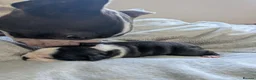 Boston Terrier dogs for sale: KC Registered Boston terrier puppies - Advert 3