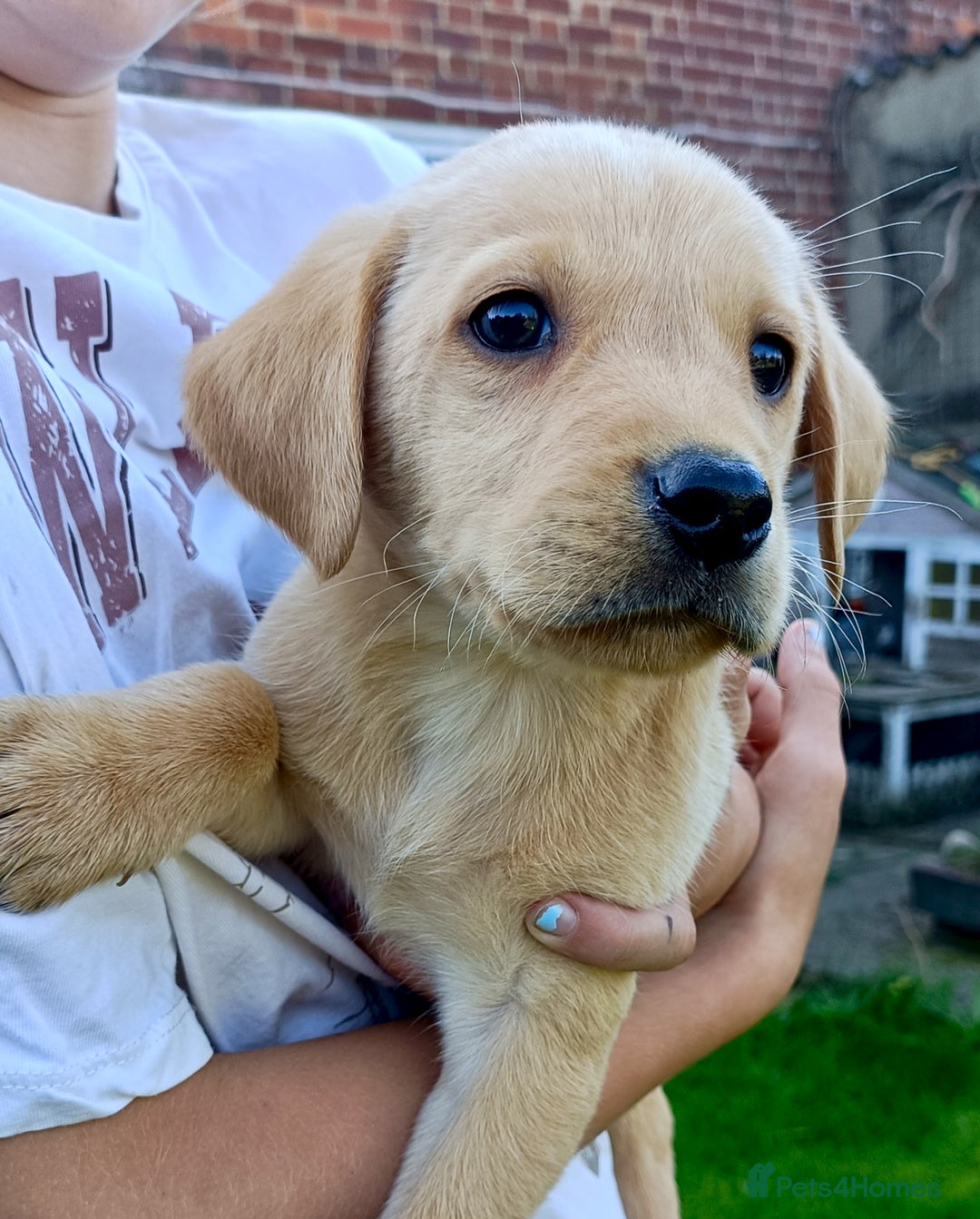 Labrador Retriever dogs for sale: Working Labrador pups  - Image 5