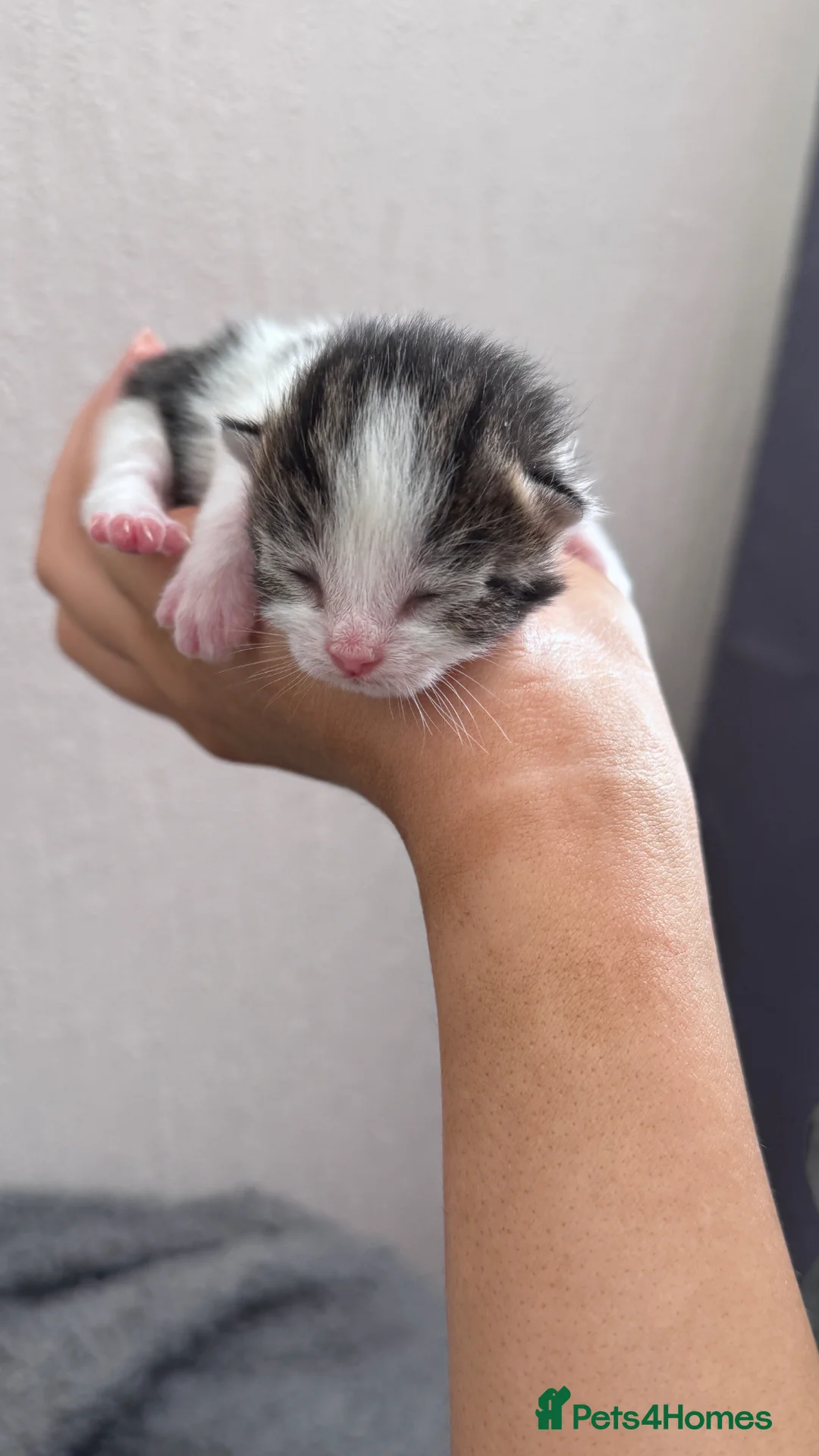 Domestic Shorthair cats for sale: Stunning little tabby/white girl kitten. - Advert 2