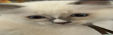 Ragdoll Kitten 3