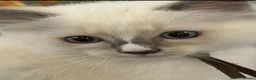 Ragdoll cats for sale: Ragdoll kittens - Ready now - Advert 7