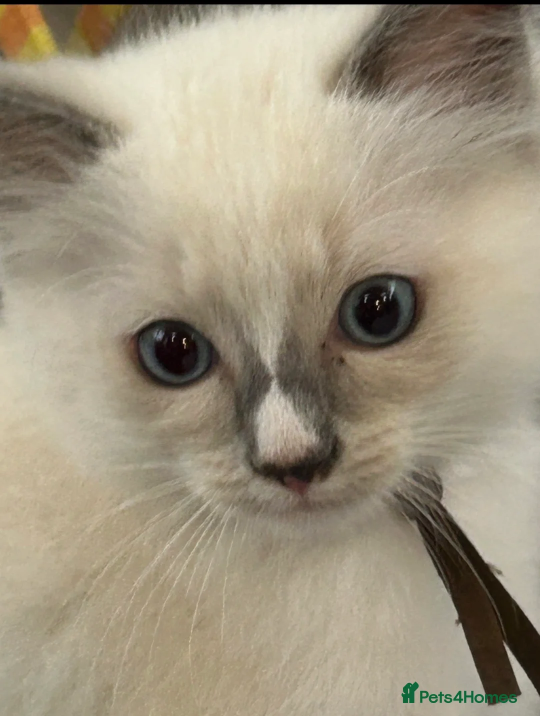 Ragdoll cats for sale: Ragdoll kittens - Ready now - Advert 7