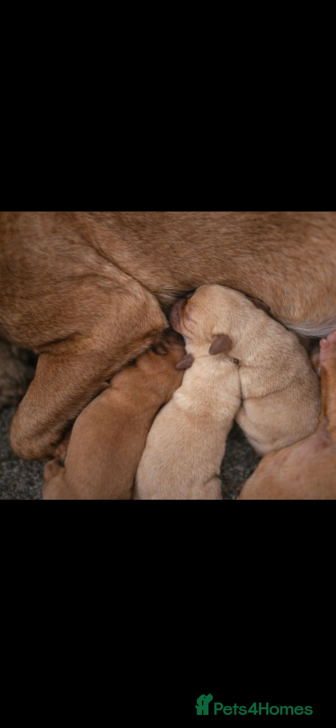Labrador Retriever dogs for sale: Labrador litter - Advert 4