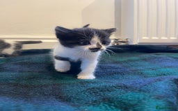 Domestic Shorthair cats for sale: Black & white kittens ready 15th December  - Advert 7