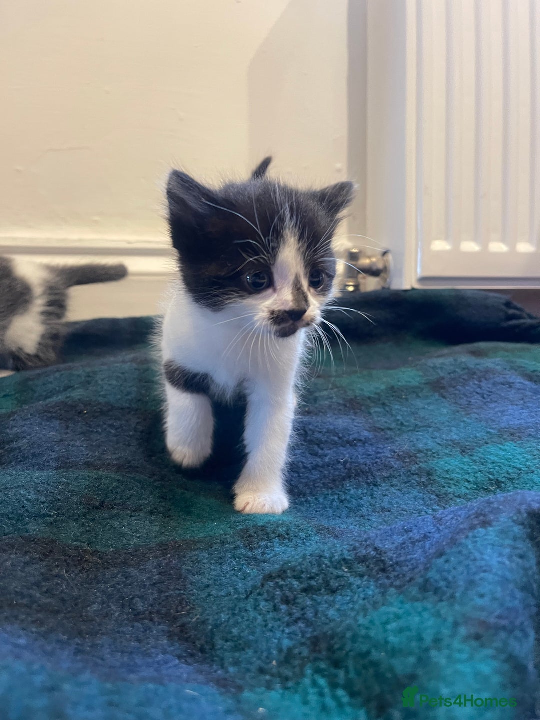 Domestic Shorthair cats for sale: Black & white kittens ready 15th December  - Advert 7