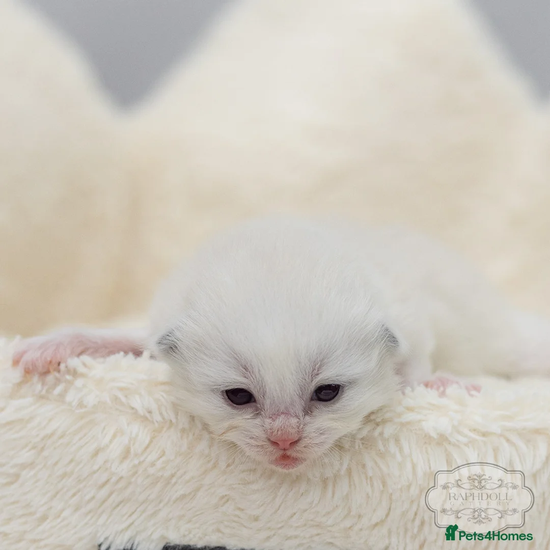 Ragdoll cats for sale: Ragdoll Kitten Boy LRDA Champion Bloodline! - Advert 5