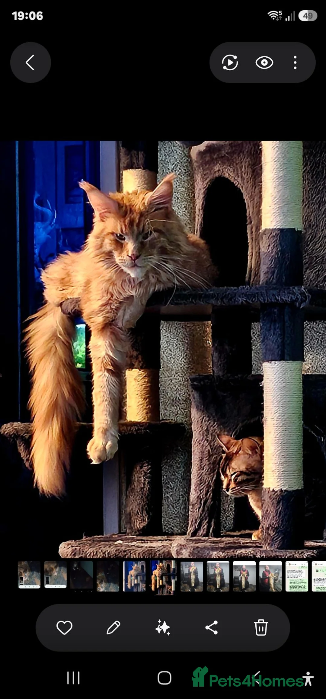 Maine Coon cats for sale: MAINE COON 1 boy & 2 girls.UNUSUAL & STUNNING&  - Advert 2