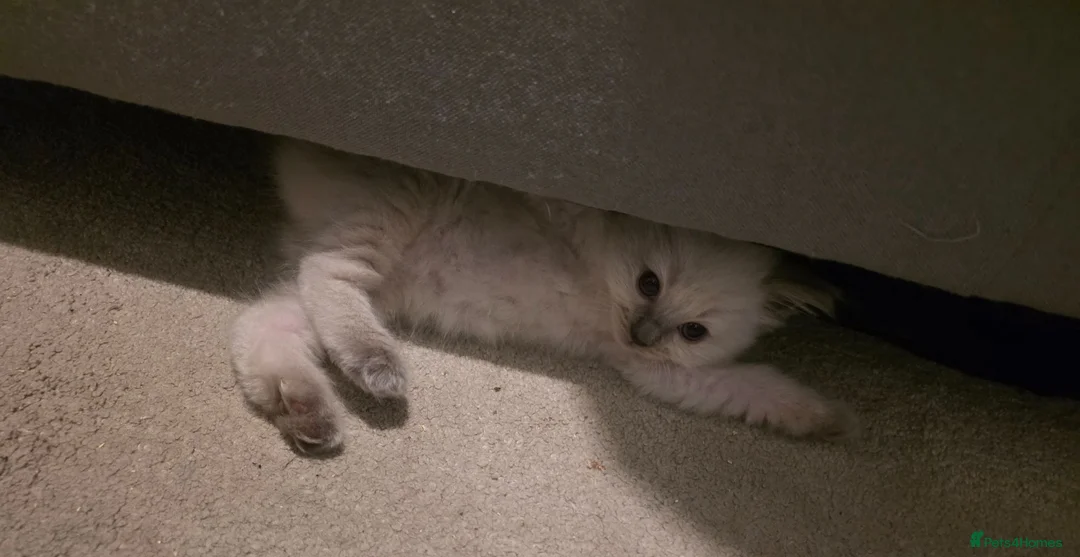 Ragdoll cats for sale: Prue ragdoll kittens  in Colchester - Advert 14
