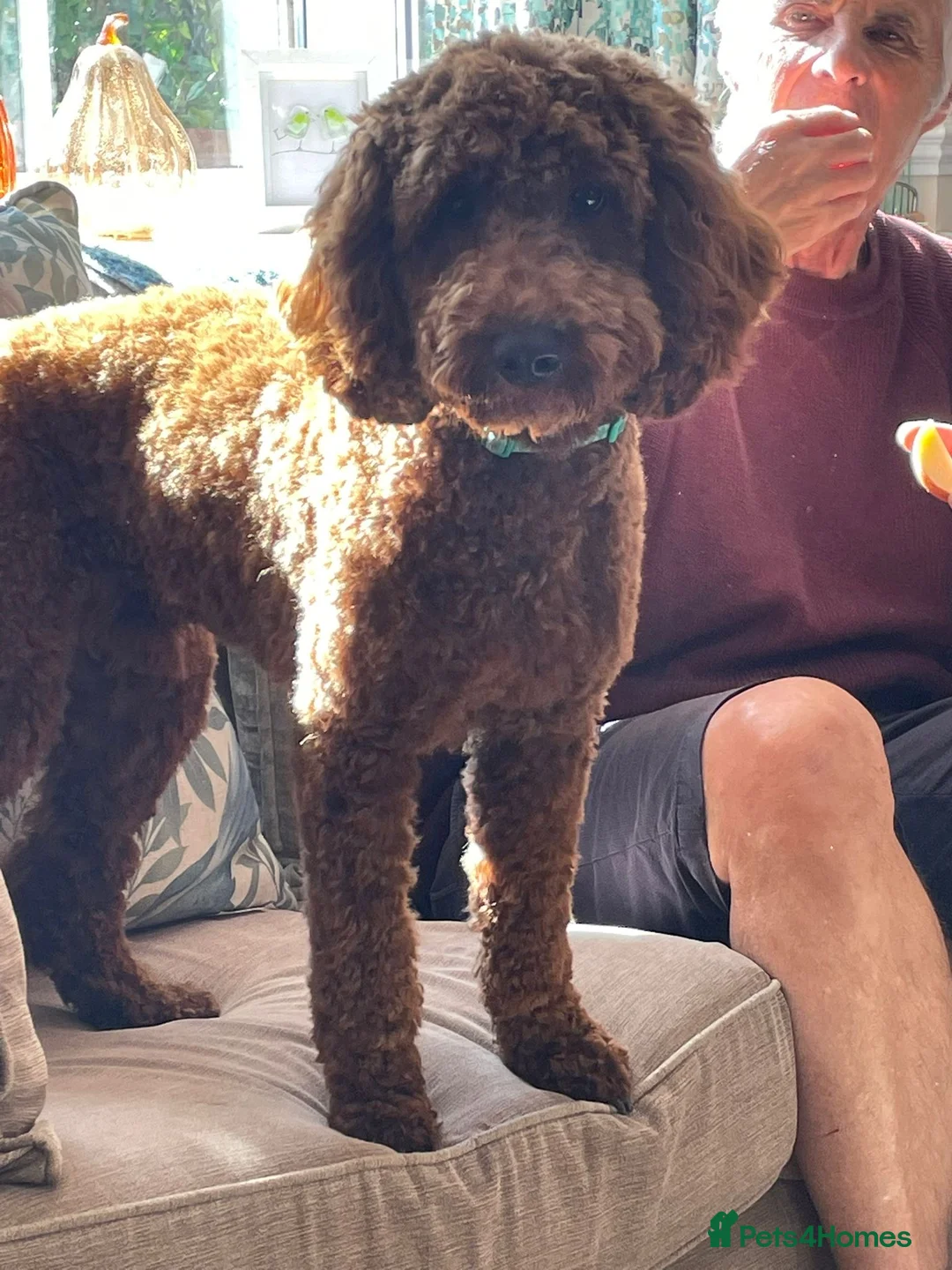 Cockapoo dogs for sale: Handsome 1 year old cockapoo Elvis 💙 - Advert 2