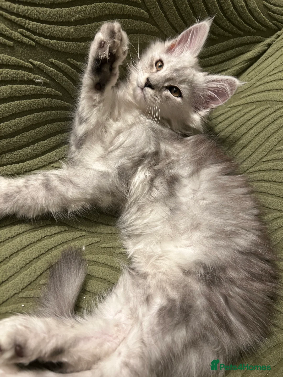 Maine Coon cats for sale: Beautiful Mainecoon Boy  - Advert 3