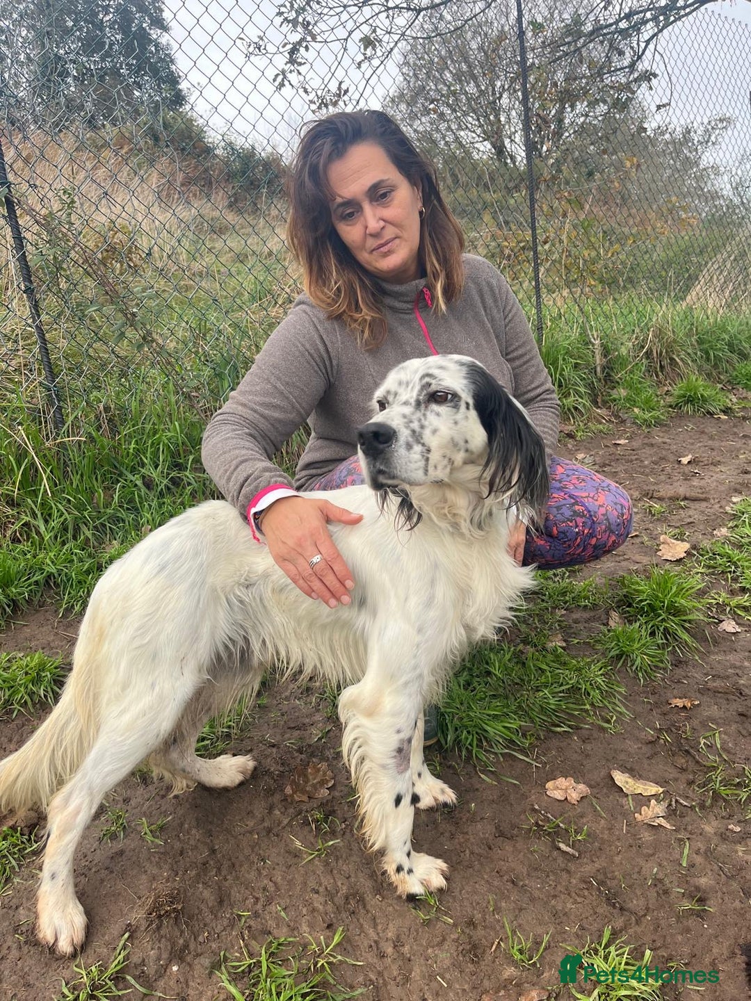 English Setter dogs for adoption: Ola   - Advert 7
