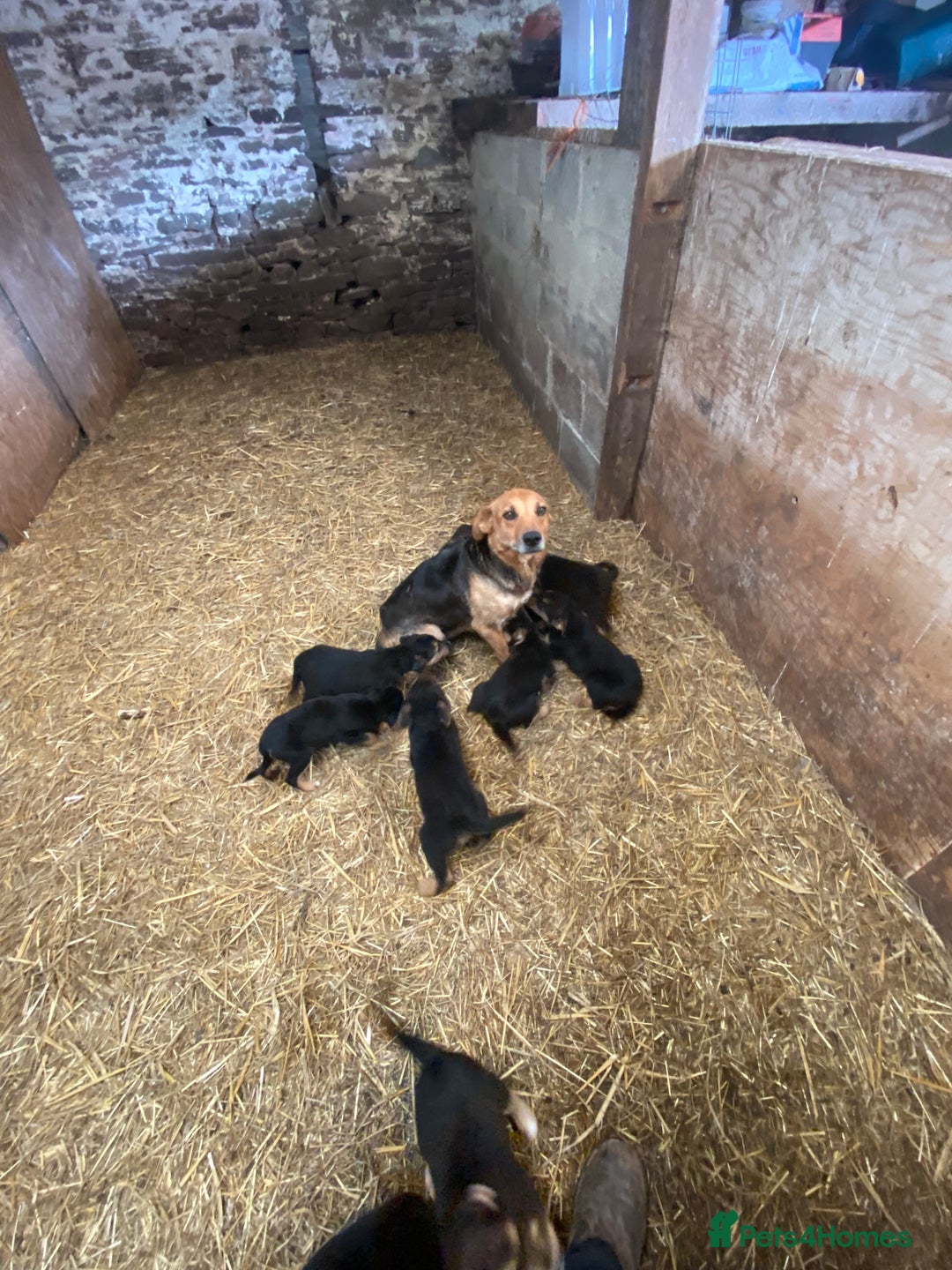 Huntaway dogs for sale: Huntaway puppies - Advert 8