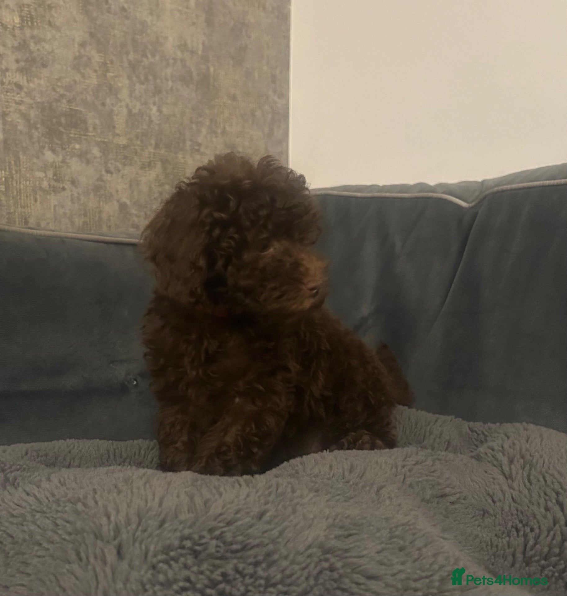 Cavapoo dogs Beautiful F1B Cavapoo Puppies- 3 GIRLS READY NOW - Advert 2