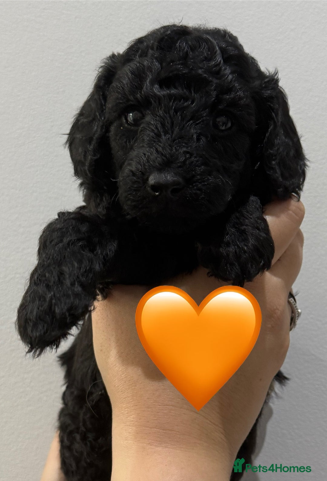 Labradoodle dogs for sale: F1bb labradoodle puppies black curly coat 🧬 clear - Image 14