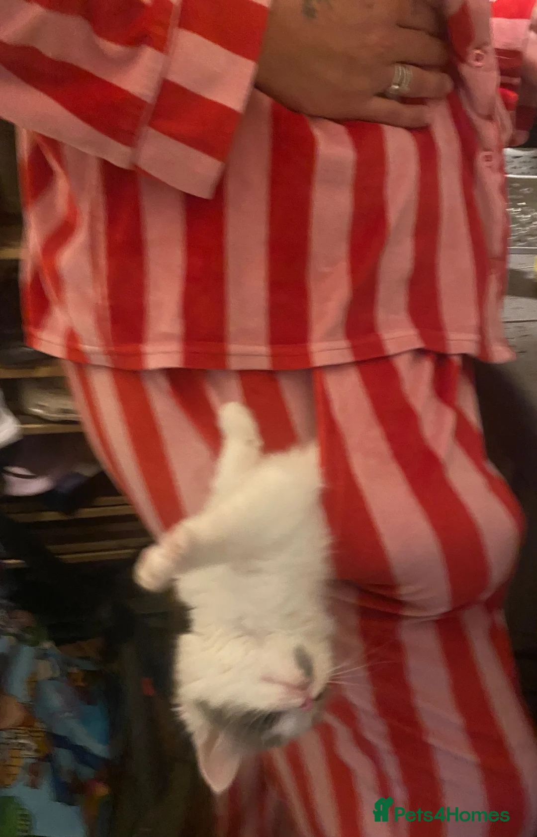 Mixed Breed cats for sale: Beautiful female kitten in Stockton-on-Tees - Advert 2