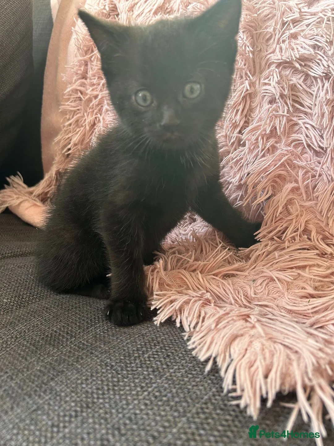 Mixed Breed cats for sale: Mixed Breed Kittens with Maine Coon Ancestry in Rochester - Advert 9