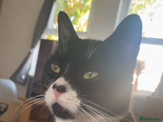 British Shorthair cats - Advert 25