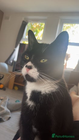 British Shorthair cats - Advert 12