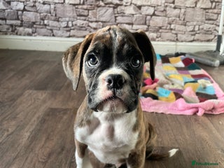 Boxer dogs ASTONISHING KC REGISTERED BOXER PUPPIES! - Advert 1