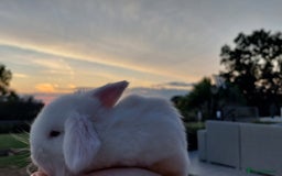Mini Lop rabbits for sale: 💕Gorgeous purebred mini lops 💕 - Image 14