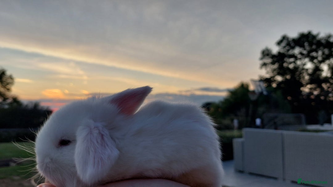 Mini Lop rabbits for sale: 💕Gorgeous purebred mini lops 💕 - Image 14