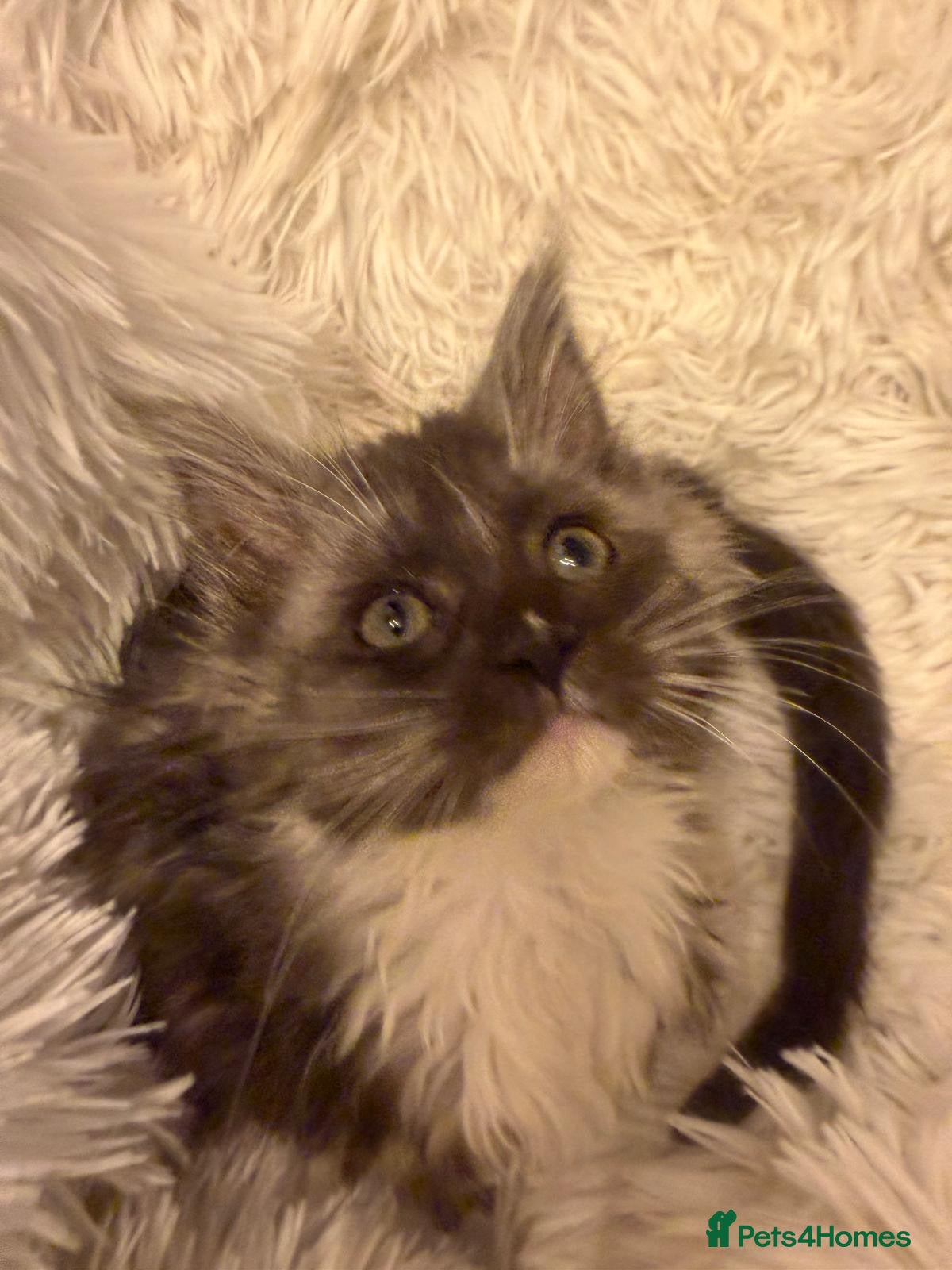 Maine Coon cats Pure breed female adorable Maine coon girl - Advert 2