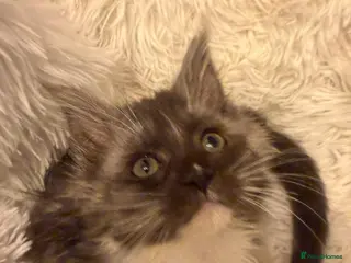 Maine Coon cats Pure breed female adorable Maine coon girl - Advert 2