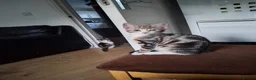 Mixed Breed cats for sale: Four gorgeous kittens  in Wimborne - Advert 4