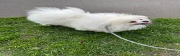 Pomeranian dogs for sale: White KC registered Male - Advert 8