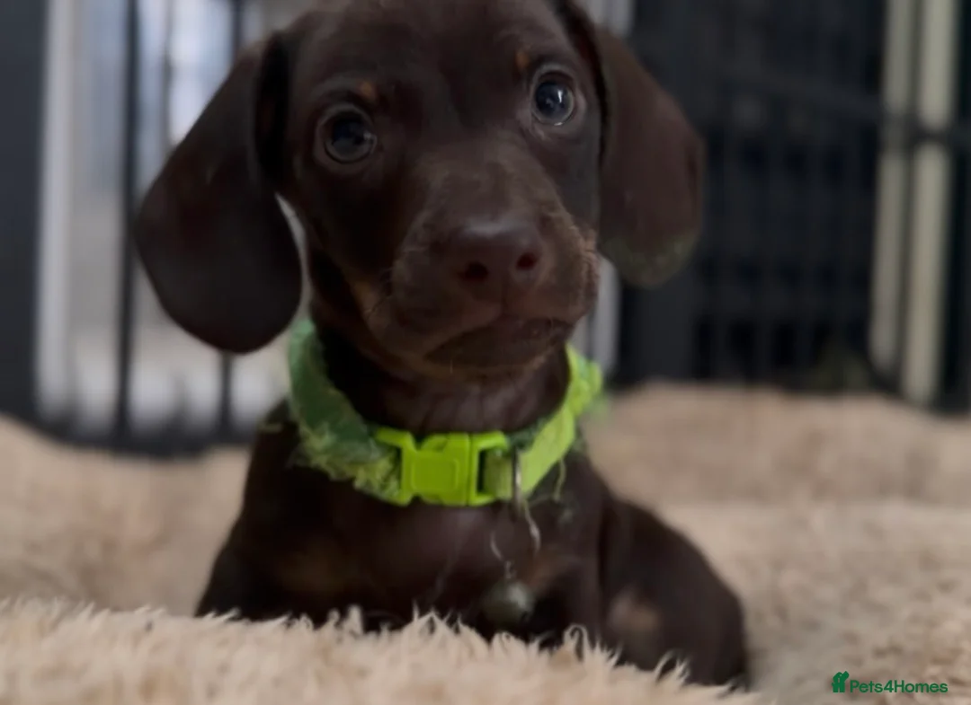 Miniature Dachshund dogs for sale: Alice 💖 & Arthur 💙 - Advert 1