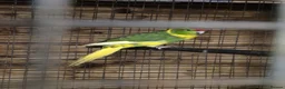 Parakeets birds for sale: Kakariki - Advert 2