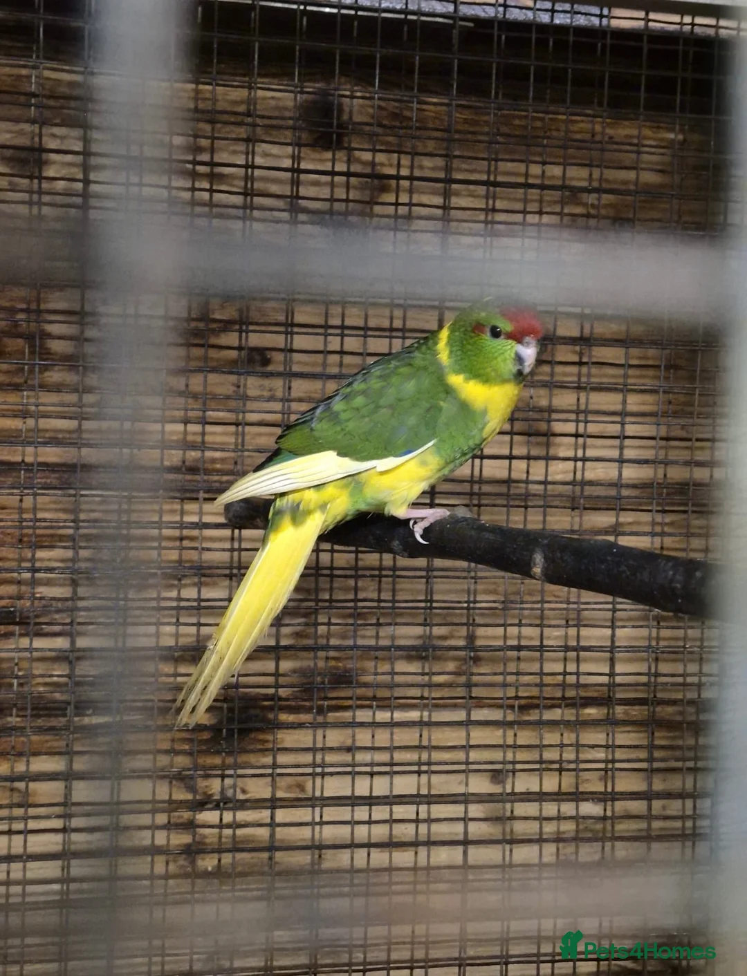 Parakeets birds for sale: Kakariki - Advert 2