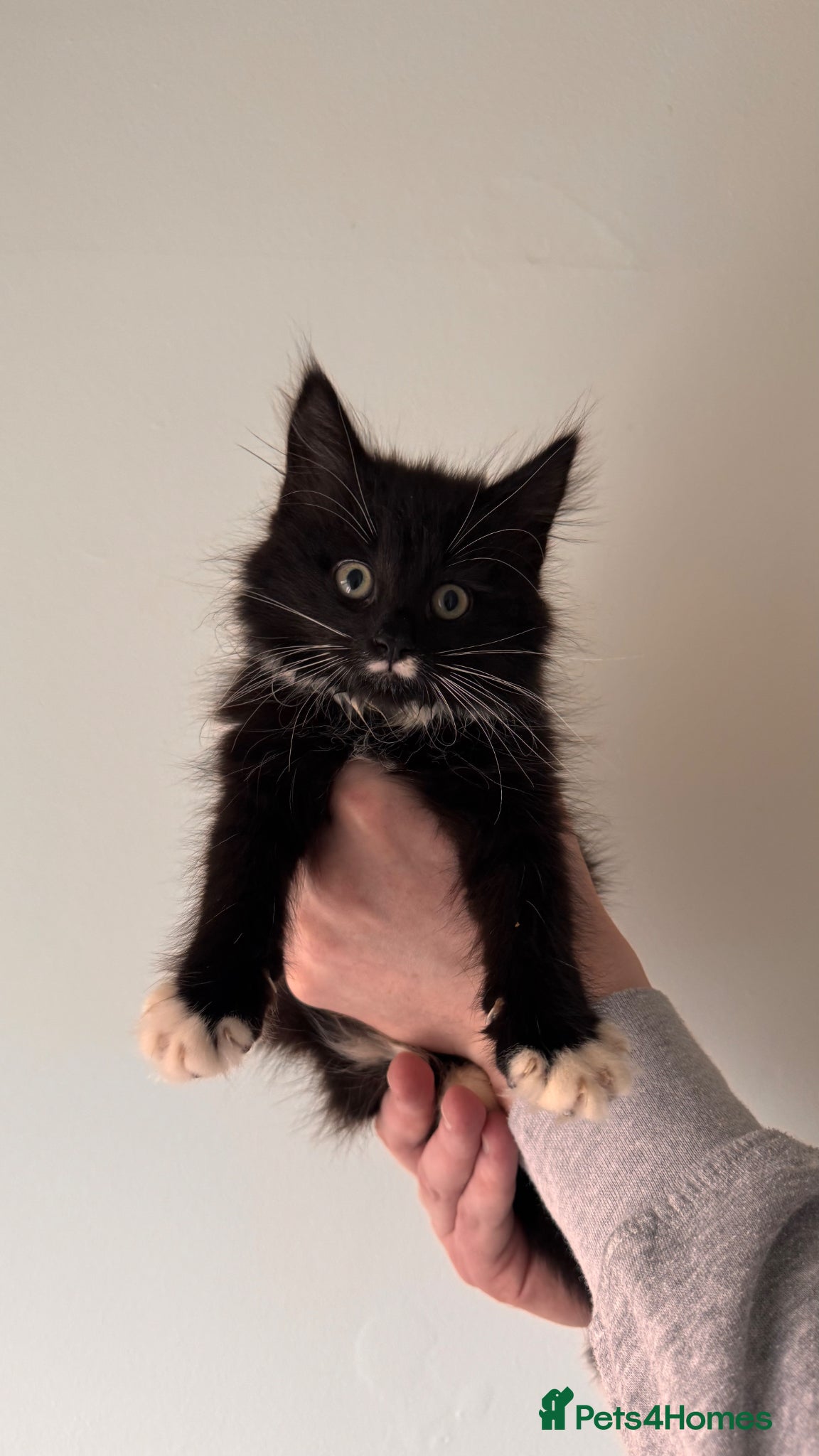 Mixed Breed cats 2 Kittens available  - Advert 3