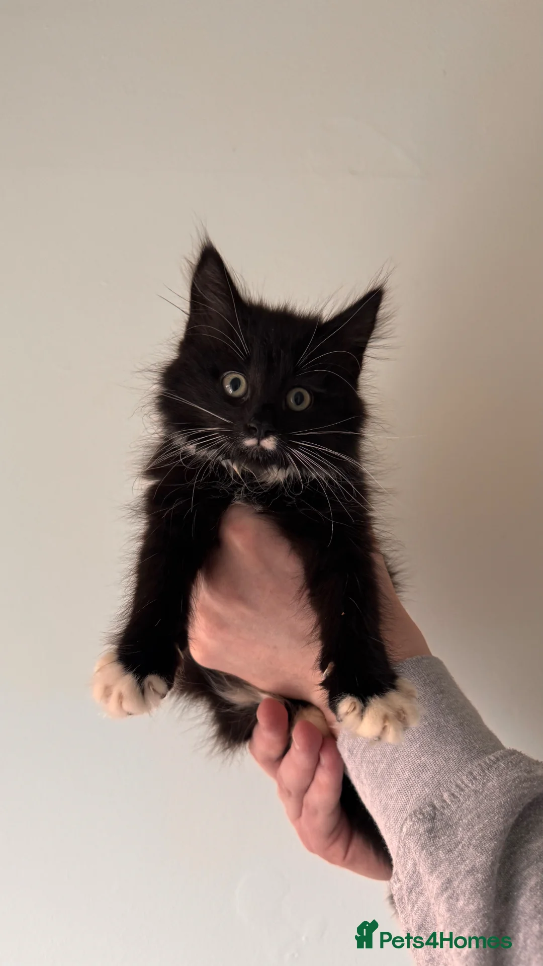 Mixed Breed cats for sale: 2 Kittens available  - Advert 1