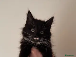 Mixed Breed cats 2 Kittens available - Advert 1