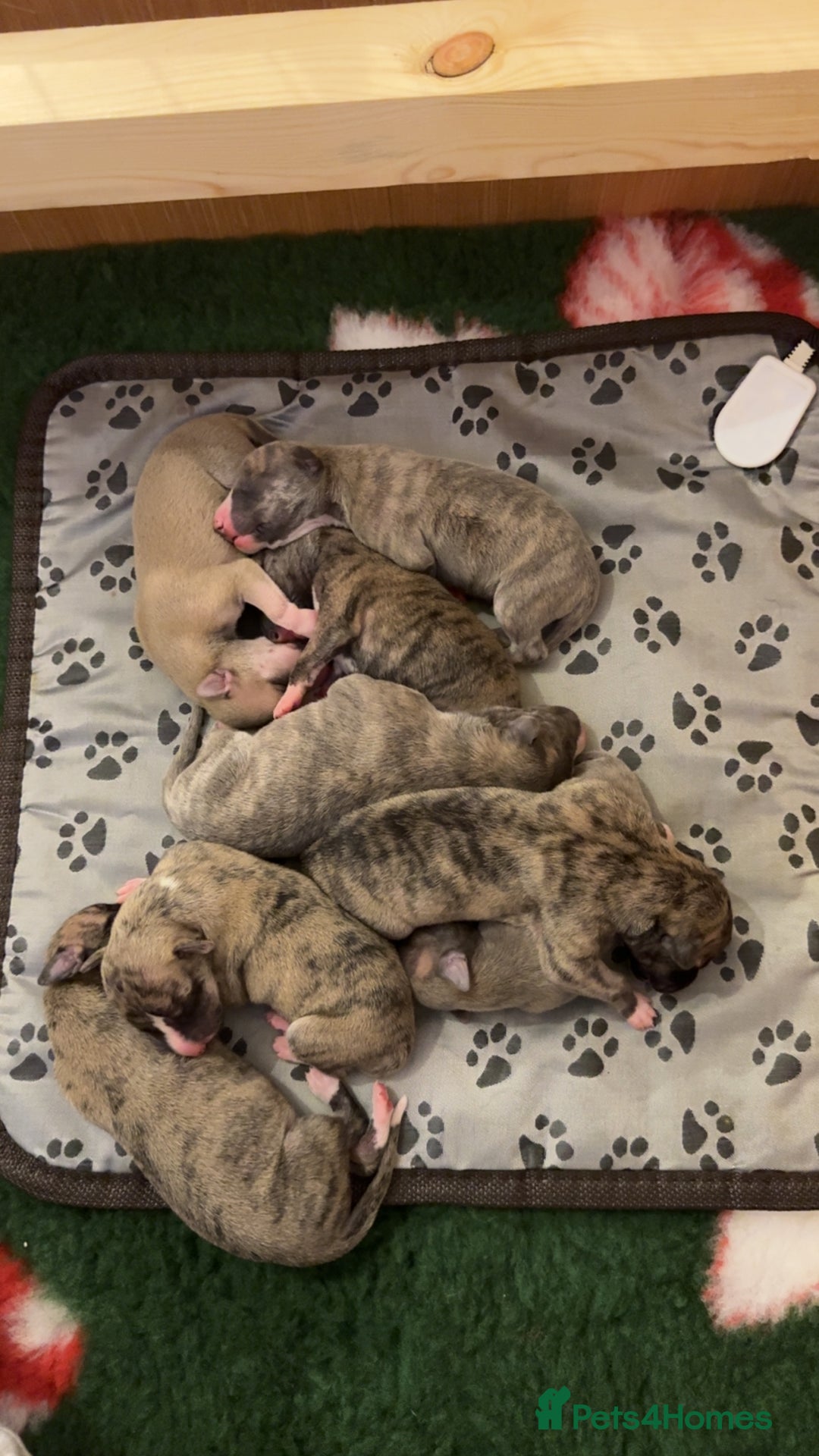 Whippet dogs for sale: The Nature Litter 🌿 - Advert 2