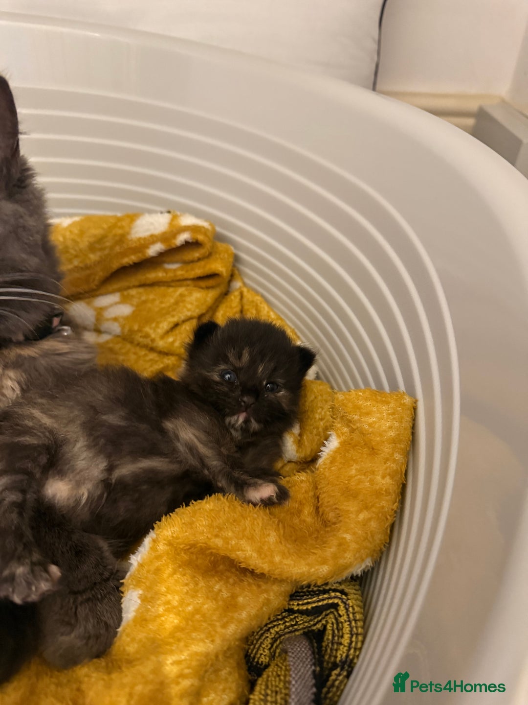 Mixed Breed cats for sale: One female kitten remaining  - Image 3