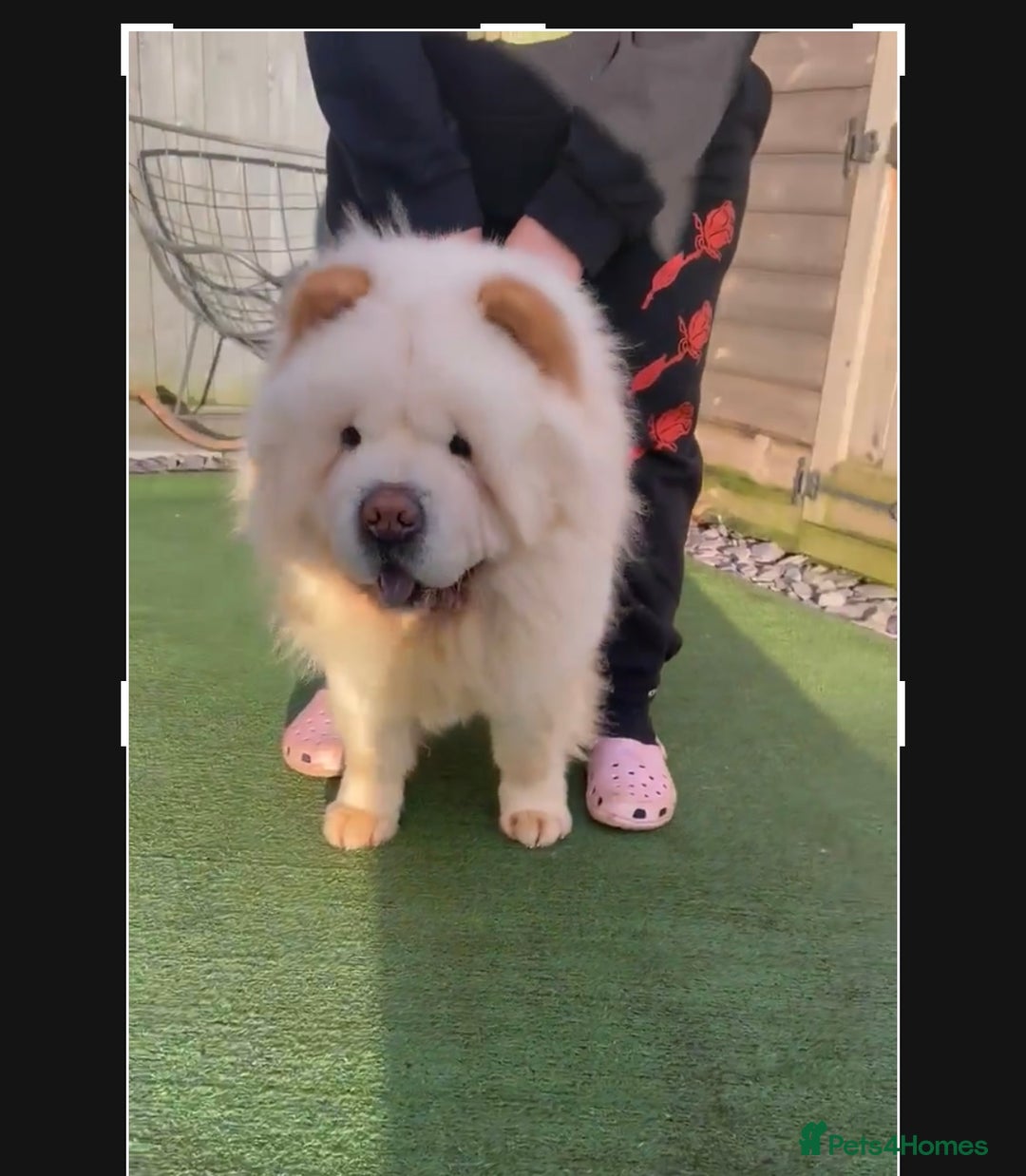Chow Chow dogs for sale: 4 FEMALES POLAR WHITE CHOW CHOW  - Image 16