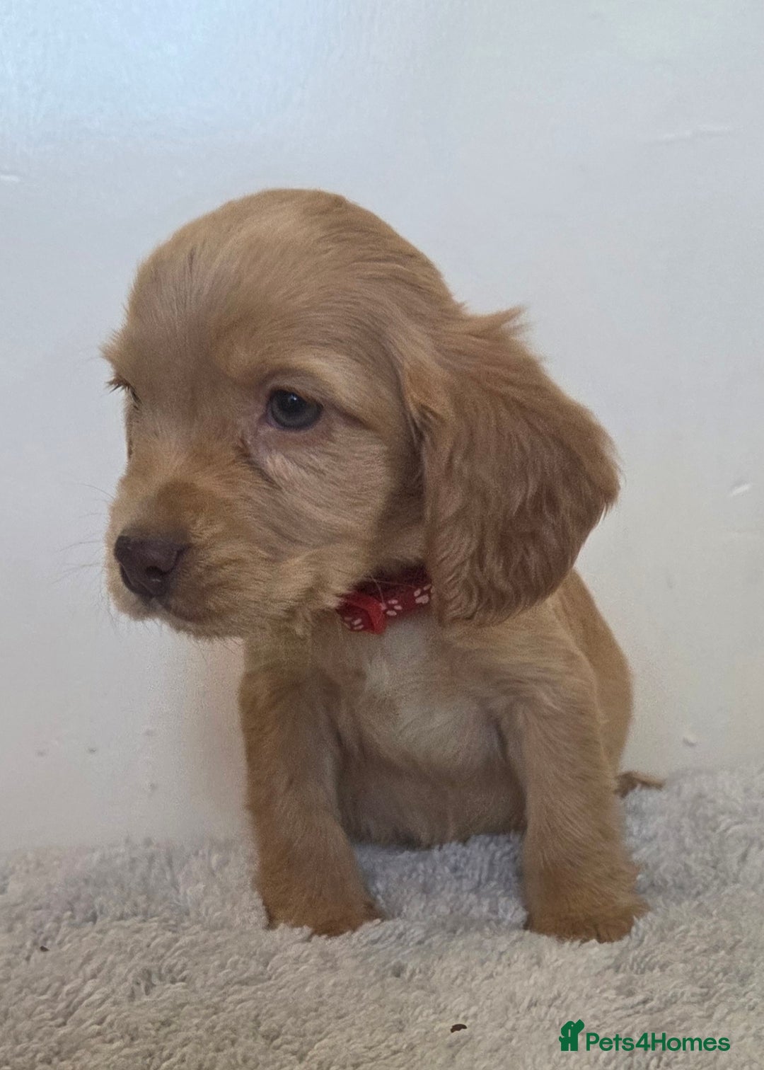 Cocker Spaniel dogs for sale: 6 cocker spaniel pups  - Advert 1