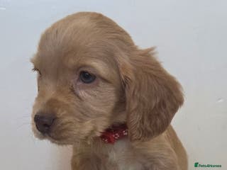 Cocker Spaniel dogs 6 cocker spaniel pups - Advert 14