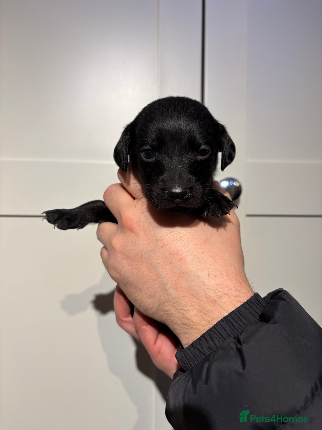 Springador dogs for sale: Labrador/Springador cross pups - Advert 8