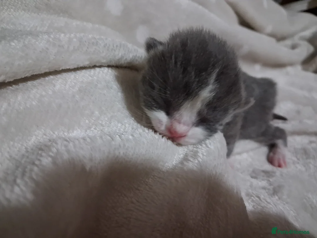 Mixed Breed cats for sale: Mixed kittens for sale  - Advert 10