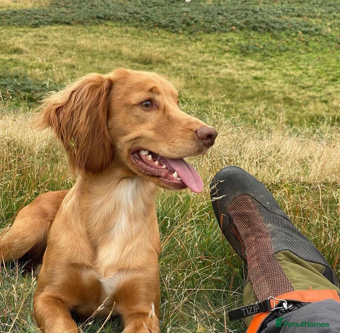 Cocker Spaniel dogs for stud: Outstanding OFTW Red Cocker, FULLY HEALTH TESTED in Bristol - Advert 11