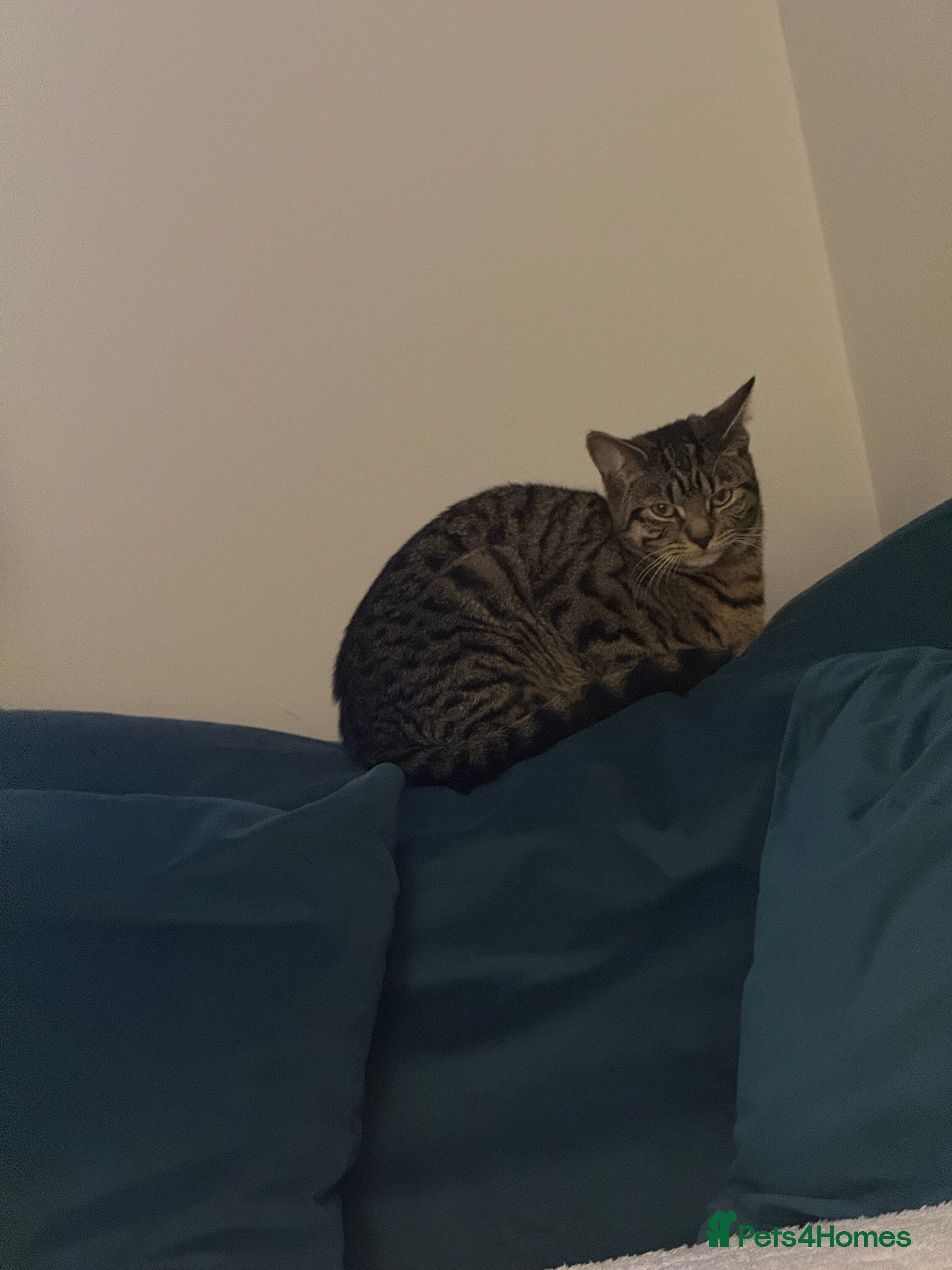 American Shorthair cats Cat for safe home - Advert 4