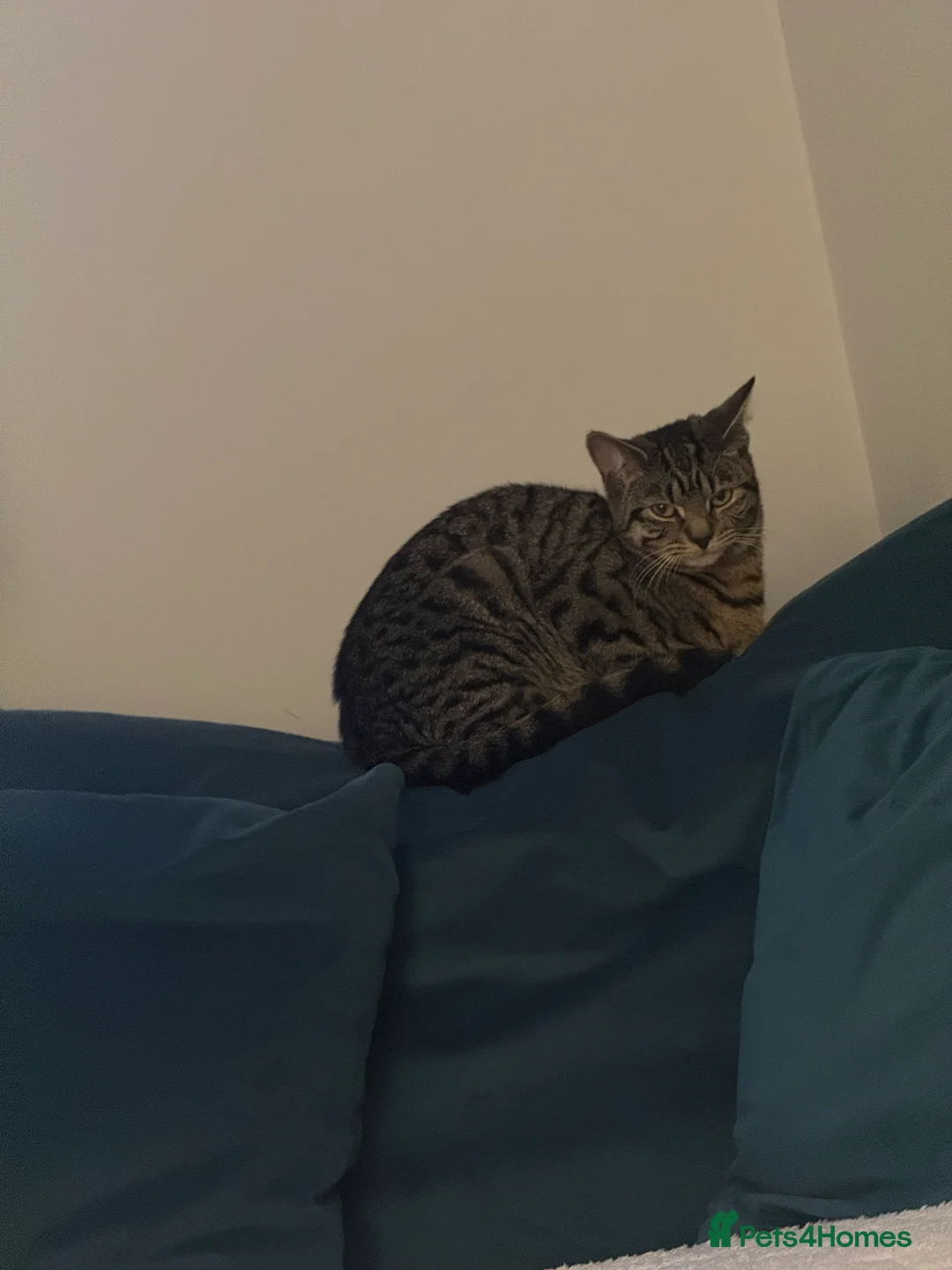 American Shorthair cats for sale: Cat for safe home - Advert 1