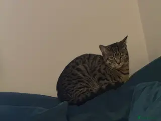 American Shorthair cats Cat for safe home - Advert 6