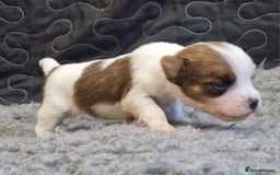 Jack Russell dogs for sale: kC Reg Jack Russell Pups, DNA Health Tested - Image 12