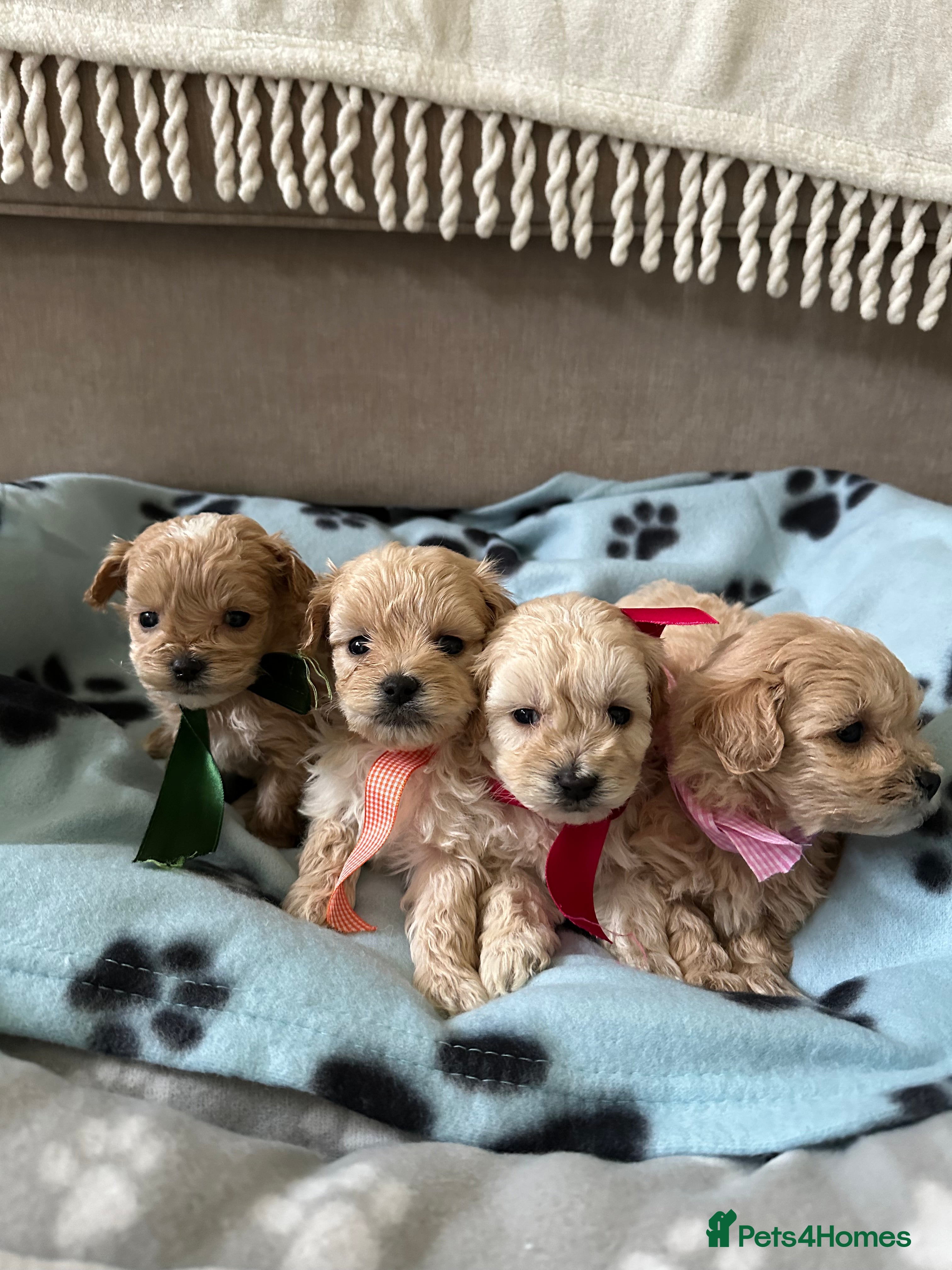 Maltipoo dogs Beautiful Maltipoo Puppies - Advert 15