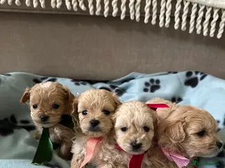 Maltipoo dogs Beautiful Maltipoo Puppies - Advert 15